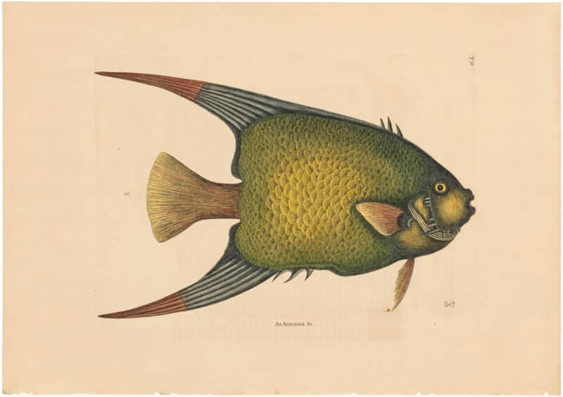 Catesby 1754, Vol. 2 Pl. 31, The Angel Fish