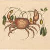 Catesby 1754, Vol. 2 Pl. 32, The Land Crab