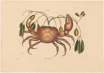 Catesby 1754, Vol. 2 Pl. 32, The Land Crab