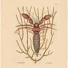 Catesby 1754, Vol. 2 Pl. 34, The Sea Hermit-Crab