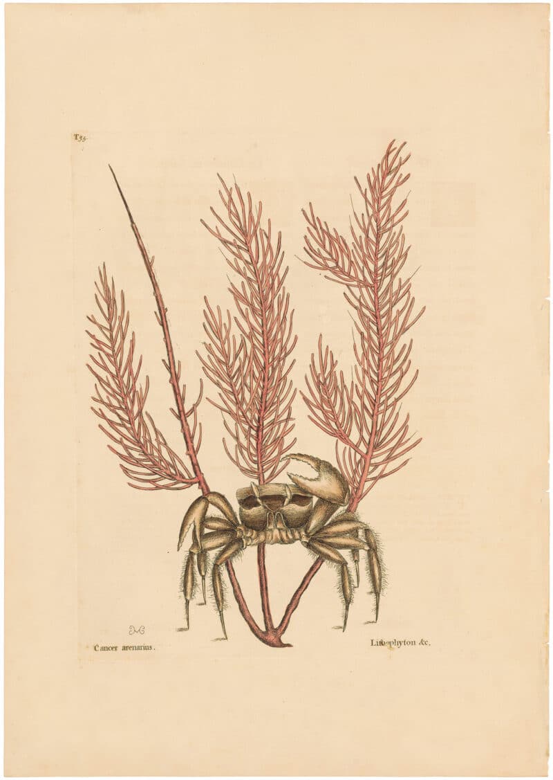 Catesby 1754, Vol. 2 Pl. 35, The Sand-Crab