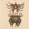 Catesby 1754, Vol. 2 Pl. 36, The Red Mottled Rock-Crab