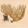 Catesby 1754, Vol. 2 Pl. 37, The Red Clawed Crab