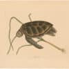 Catesby 1754, Vol. 2 Pl. 38, The Green Turtle