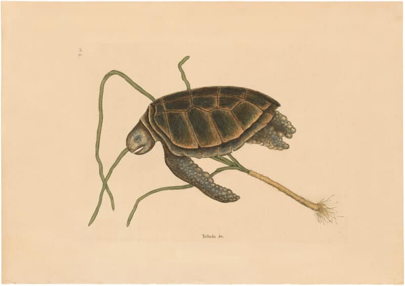 Catesby 1754, Vol. 2 Pl. 38, The Green Turtle