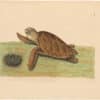 Catesby 1754, Vol. 2 Pl. 39, The Hawks-Bill Turtle