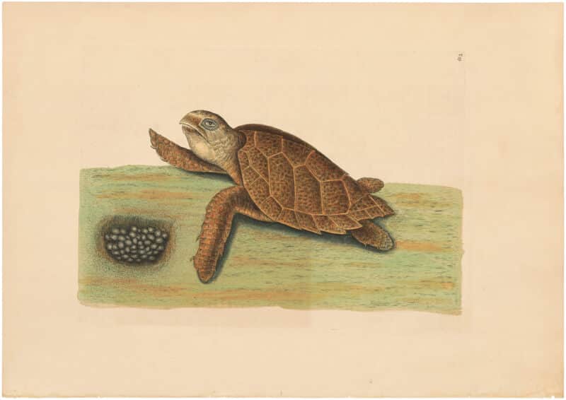 Catesby 1754, Vol. 2 Pl. 39, The Hawks-Bill Turtle
