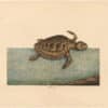 Catesby 1754, Vol. 2 Pl. 40, The Logger-Head Turtle