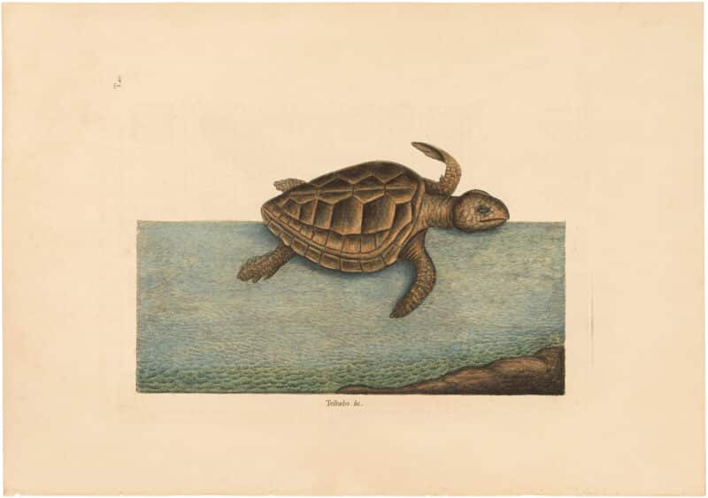 Catesby 1754, Vol. 2 Pl. 40, The Logger-Head Turtle