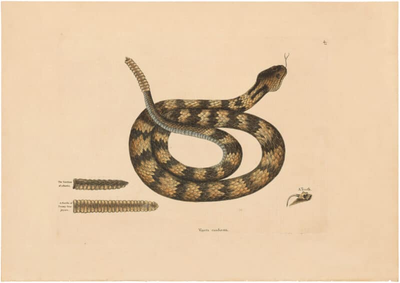 Catesby 1754, Vol. 2 Pl. 41, The Rattlesnake