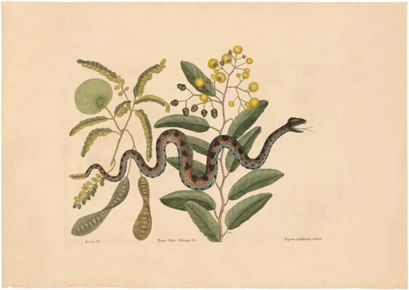 Catesby 1754, Vol. 2 Pl. 42, The Small Rattle Snake