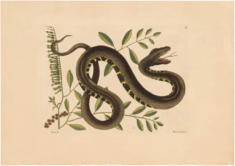 Catesby 1754, Vol. 2 Pl. 43, The Water Viper