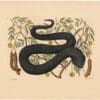Catesby 1754, Vol. 2 Pl. 44, The Black Viper