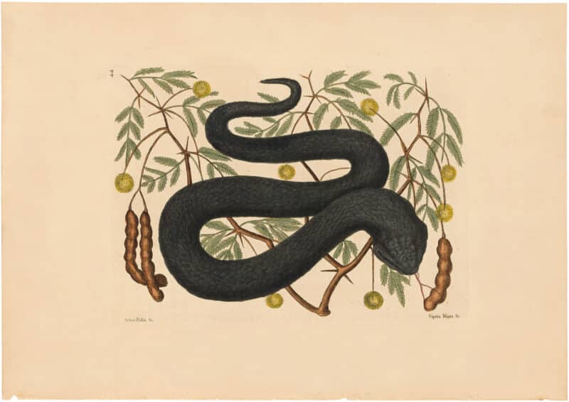 Catesby 1754, Vol. 2 Pl. 44, The Black Viper
