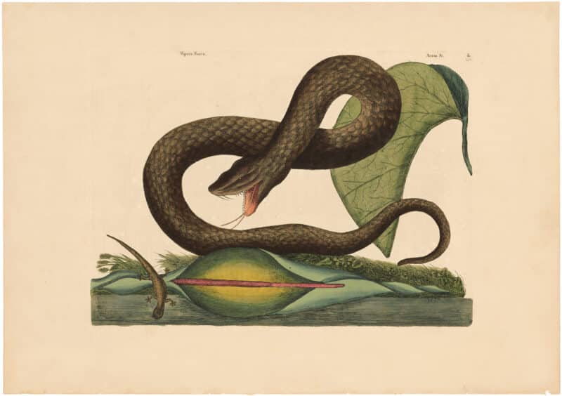 Catesby 1754, Vol. 2 Pl. 45, The Brown Viper