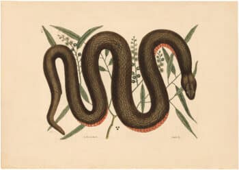 Catesby 1754, Vol. 2 Pl. 46, The Copper-bellied Snake