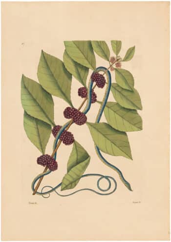 Catesby 1754, Vol. 2 Pl. 47, The Blueish Green Snake