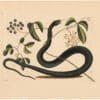 Catesby 1754, Vol. 2 Pl. 48, The Black Snake
