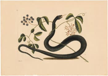 Catesby 1754, Vol. 2 Pl. 48, The Black Snake