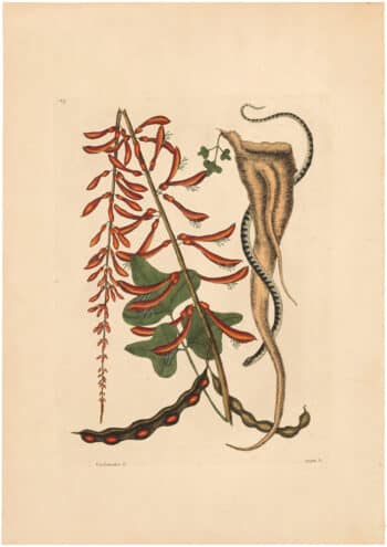 Catesby 1754, Vol. 2 Pl. 49, The Little Brown Snake
