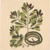 Catesby 1754, Vol. 2 Pl. 50, The Ribbon Snake