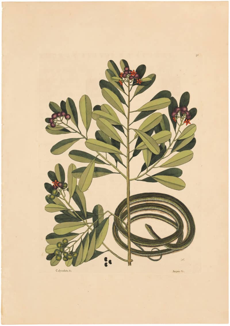 Catesby 1754, Vol. 2 Pl. 50, The Ribbon Snake
