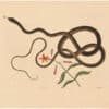 Catesby 1754, Vol. 2 Pl. 54, The Coach-Whip Snake