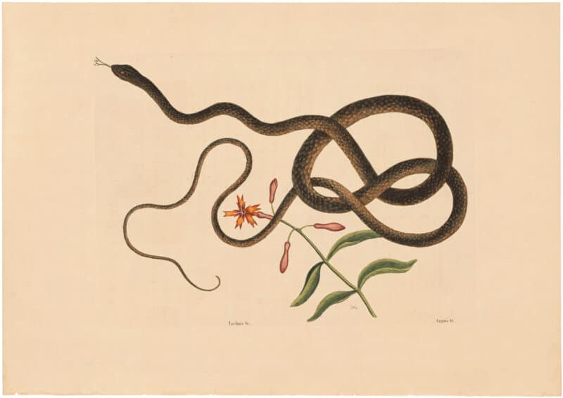 Catesby 1754, Vol. 2 Pl. 54, The Coach-Whip Snake