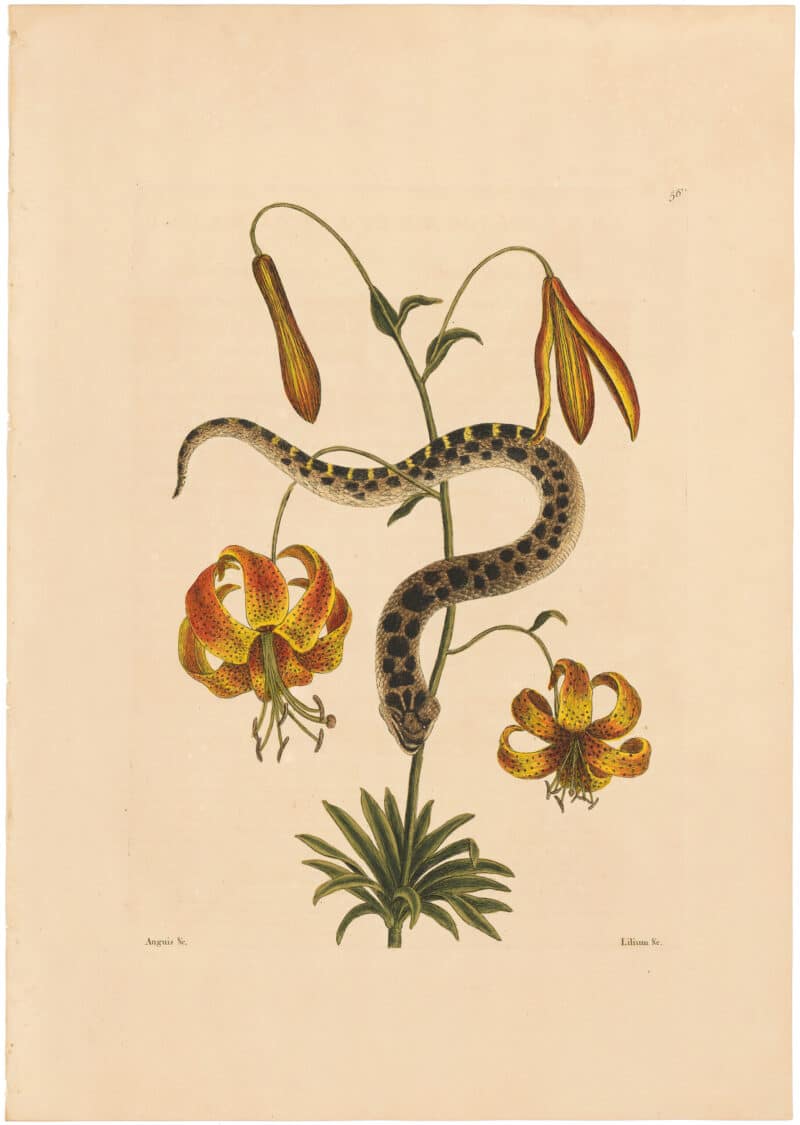 Catesby 1754, Vol. 2 Pl. 56, The Hog-Nose Snake