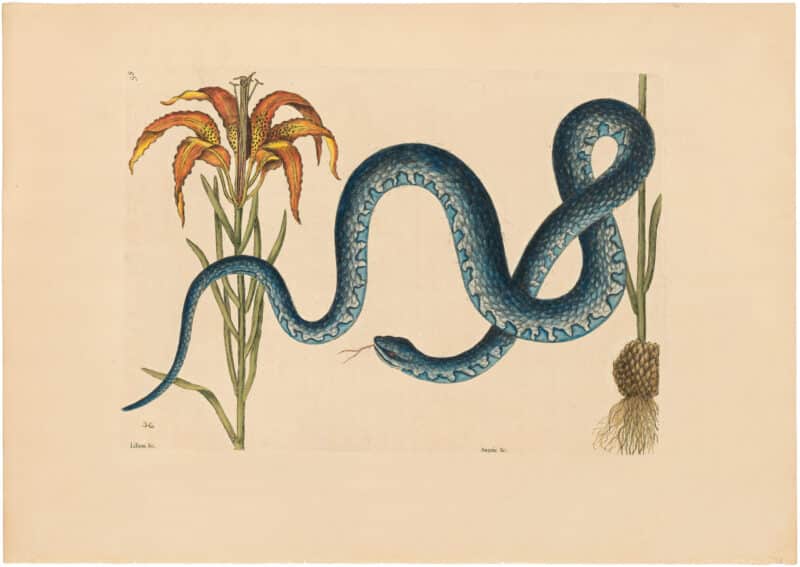 Catesby 1754, Vol. 2 Pl. 58, The Wampum Snake