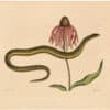 Catesby 1754, Vol. 2 Pl. 59, The Glass Snake