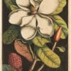 Catesby 1754, Vol. 2 Pl. 61, Magnolia
