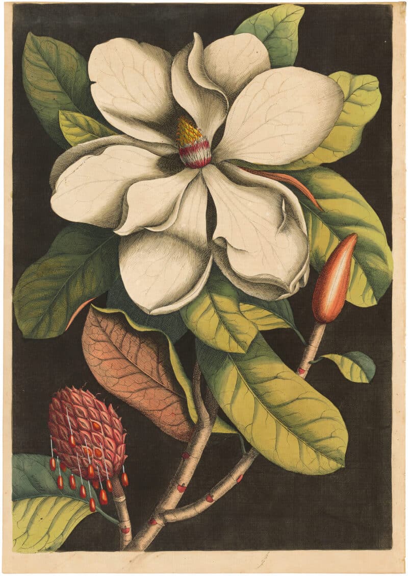 Catesby 1754, Vol. 2 Pl. 61, Magnolia