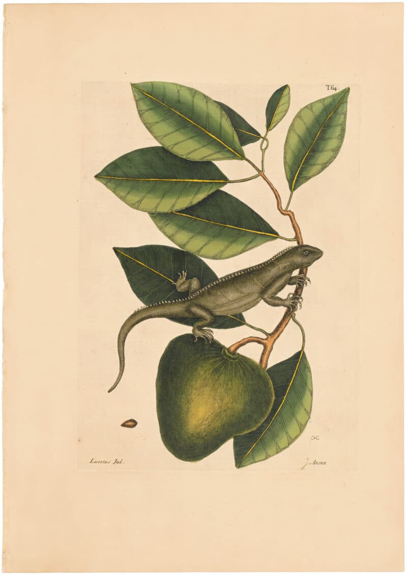 Catesby 1754, Vol. 2 Pl. 64, The Guana
