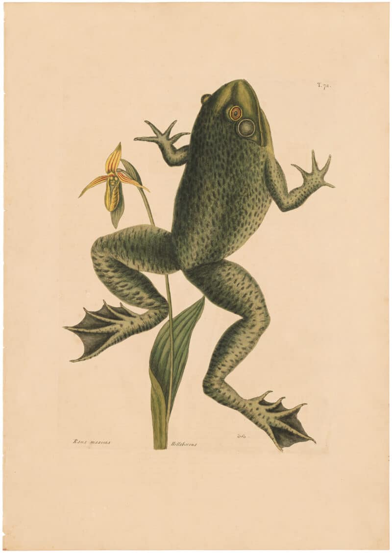 Catesby 1754, Vol. 2 Pl. 72, The Bull Frog