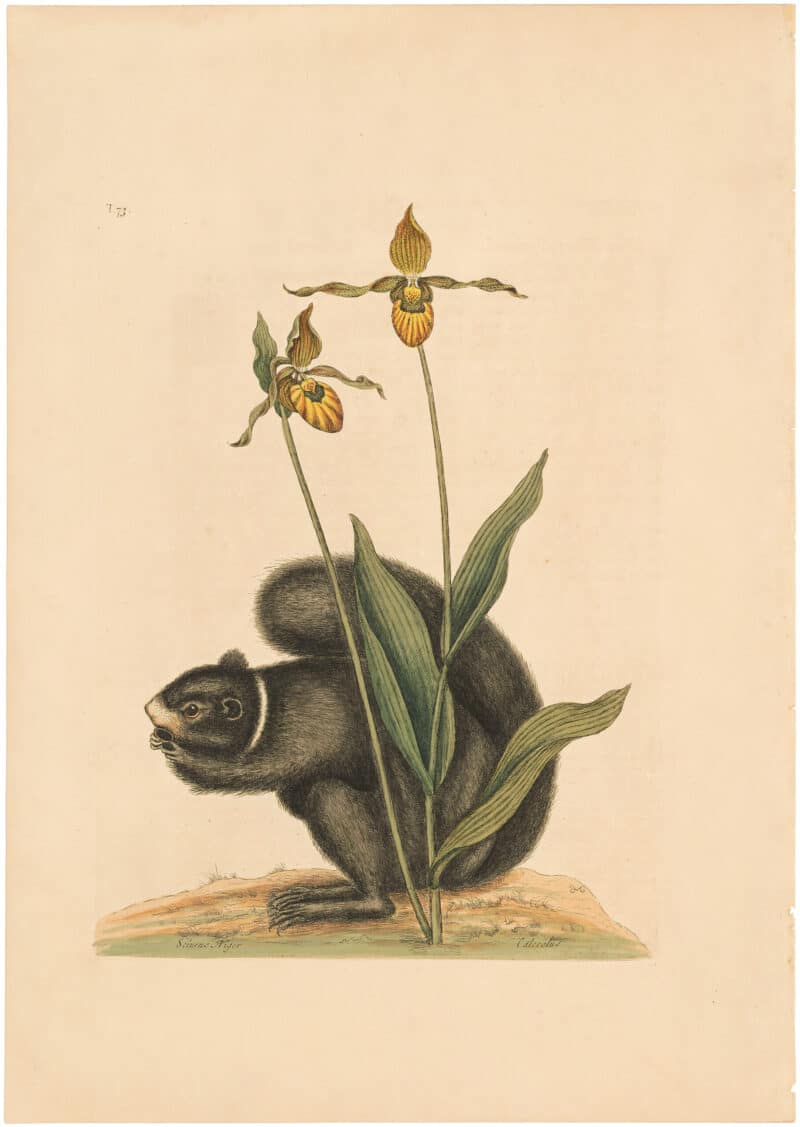 Catesby 1754, Vol. 2 Pl. 73, The Black Squirrel