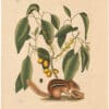 Catesby 1754, Vol. 2 Pl. 75, The Ground Squirrel