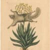 Catesby 1754, Vol. 2 Pl. 77, The Flying Squirrel