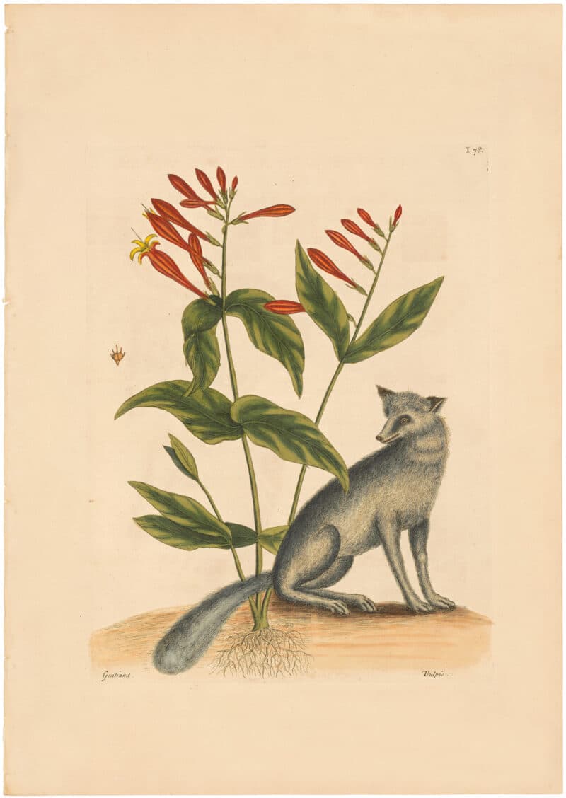 Catesby 1754, Vol. 2 Pl. 78, The Grey Fox