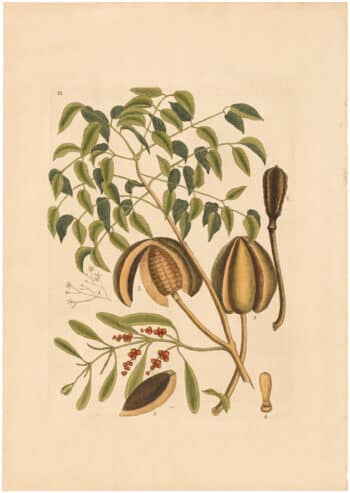 Catesby 1754, Vol. 2 Pl. 81, The Mahogany Tree
