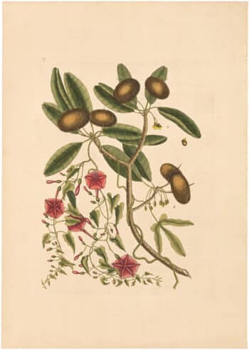 Catesby 1754, Vol. 2 Pl. 87, The Sapadillo Tree