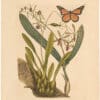 Catesby 1754, Vol. 2 Pl. 88, Bahaman Orchid