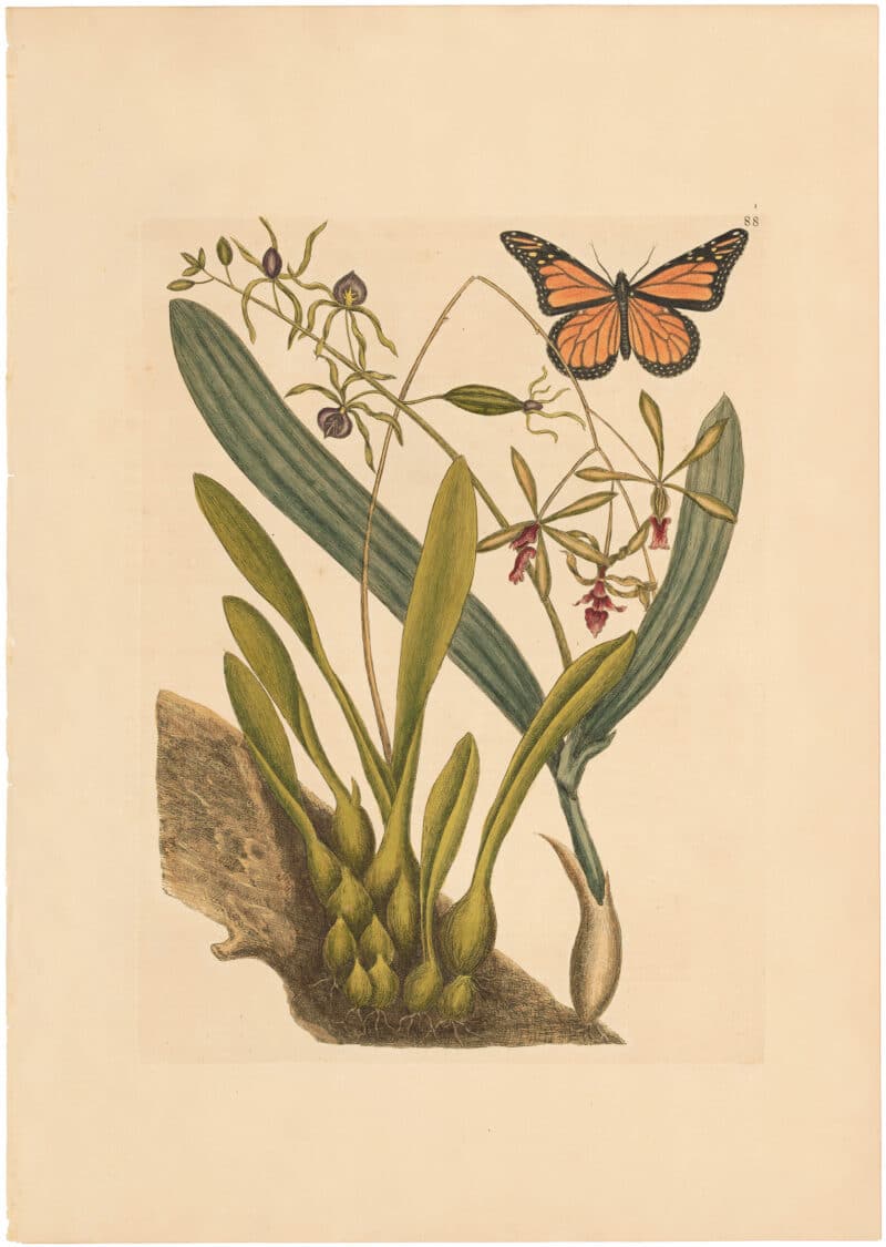 Catesby 1754, Vol. 2 Pl. 88, Bahaman Orchid
