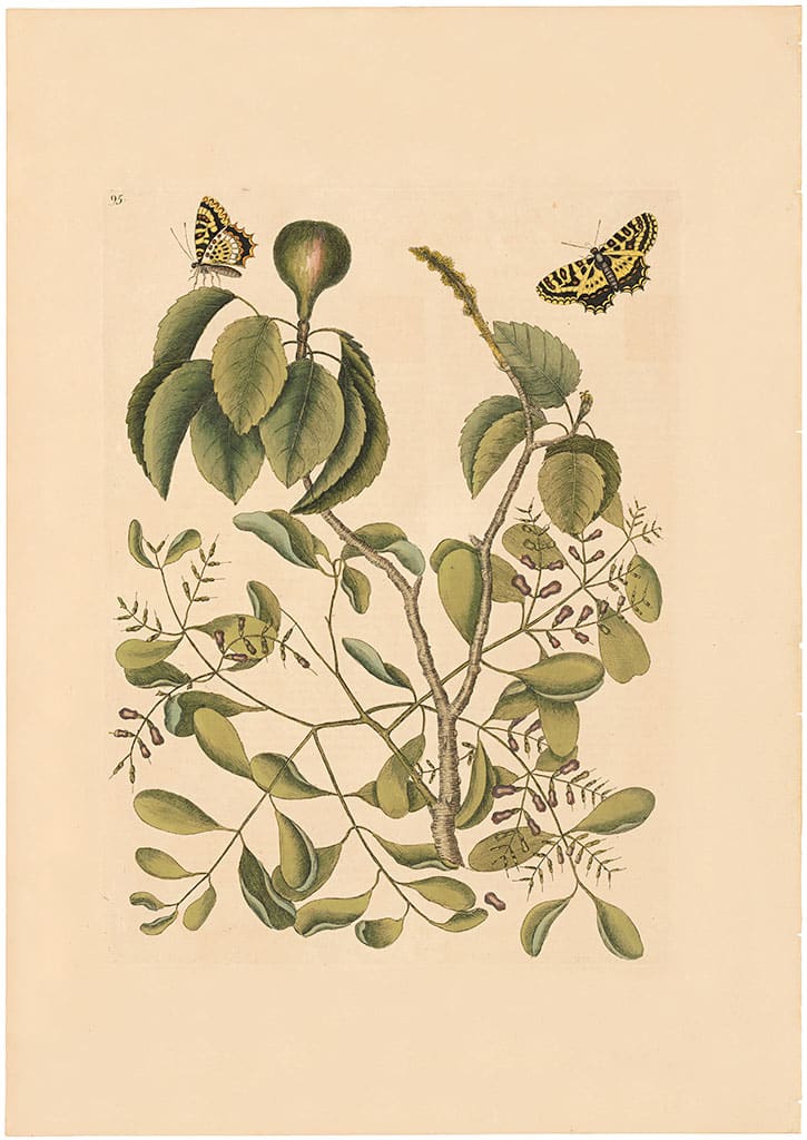 Catesby 1754, Vol. 2 Pl. 95, The Mancaneel Tree
