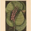 Catesby 1754, Vol. 2 Pl. 96, The Mangrove Grape Tree