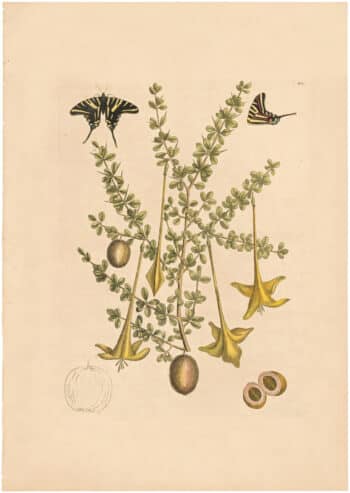 Catesby 1754, Vol. 2 Pl. 100, Prickly Apple