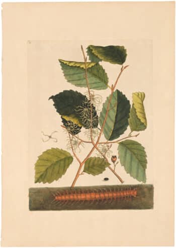 Catesby 1754, Appendix Pl. 2, Centipede