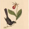 Catesby 1754, Appendix Pl. 3, The Razor-Billed Blackbird of Jamaica