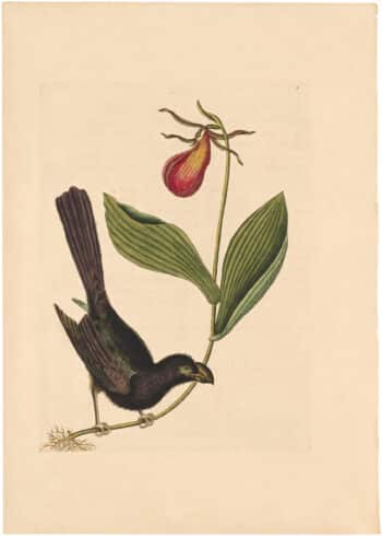 Catesby 1754, Appendix Pl. 3, The Razor-Billed Blackbird of Jamaica