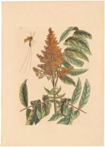 Catesby 1754, Appendix Pl. 4, Ichenumon Fly